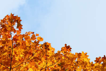 autumn leaves - background for your designの写真素材