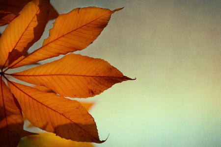 Autumn background with leaves of chestnut