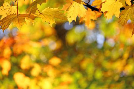 background of autumn maple leavesの写真素材