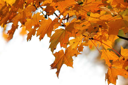 background of autumn maple leavesの写真素材