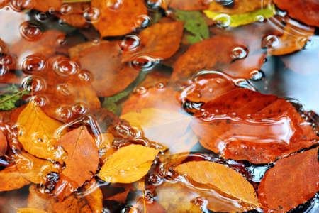 background - autumn leaves in forest riverの写真素材