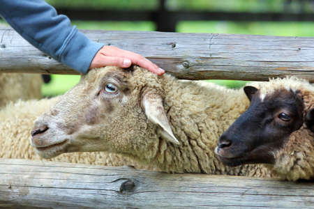 sheep in the corral and human handsの写真素材