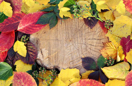 autumn leaves - backgroundの写真素材