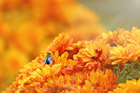 orange flower and bee - detailの写真素材