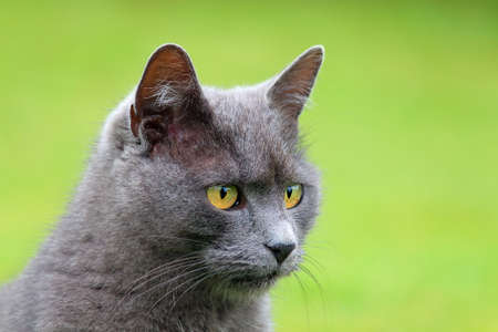 Portrait of a cat - Russian Blueの写真素材