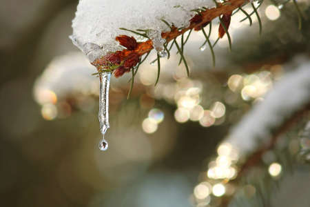 coniferous twig with icicles-detailの写真素材