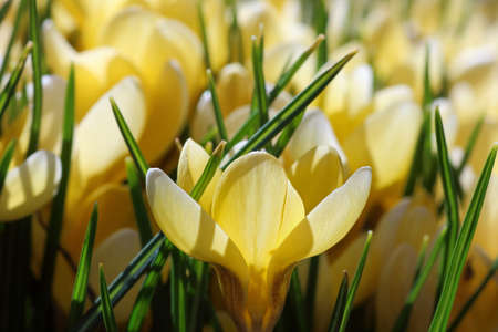 detail of yellow spring flowersの写真素材