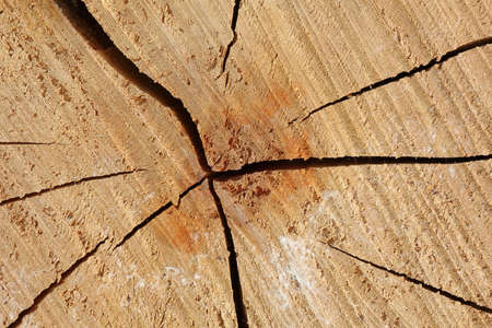 Apple tree in an old section and cracked backgroundの写真素材