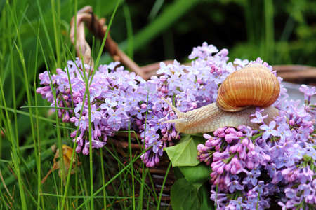 still life in the garden and a wicker basket with flowers and snailsの写真素材