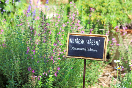 Herbal garden with herb tablesの写真素材