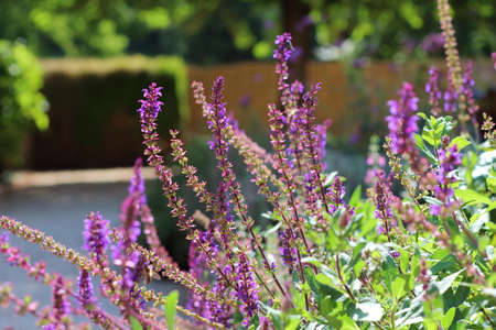 Medicinal salvia in herb garden - detailの写真素材