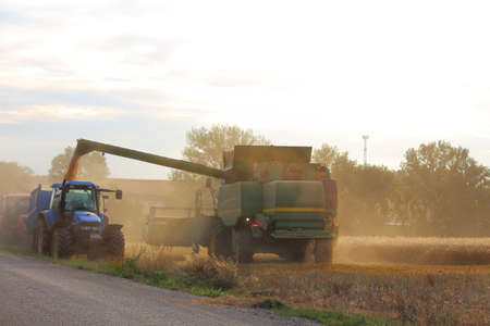 The harvester drained the wheat on the tractorの写真素材