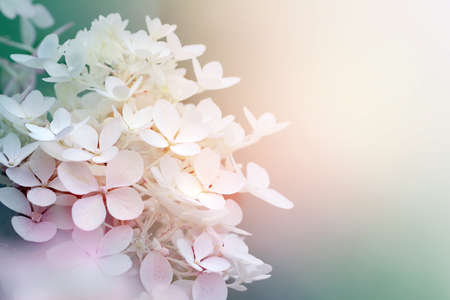 Abstract background of hydrangea paniculata flowerの写真素材