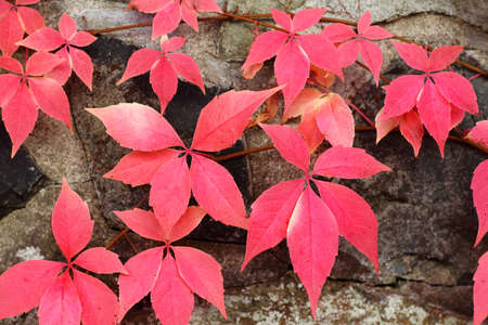Red leaves of virginia creeper on a stone wallの写真素材