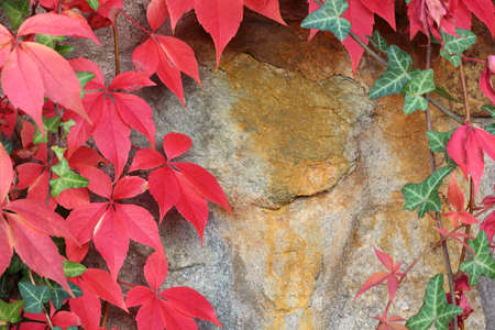 Reddish green leaves of virginia creeper on a stone wallの写真素材