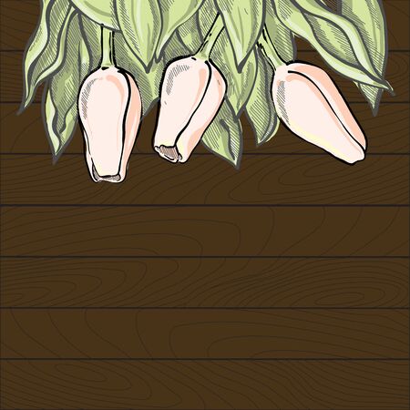 Romantic tulip composition, Light flowers on dark wood background. Beautiful template for your design or advertise.のイラスト素材