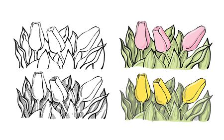 Set of decorative tulip composition in line art, sketchy style and line and color style. Thee tulip flowers with leaves.のイラスト素材