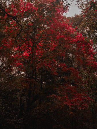 Red maple tree at hidden  Phu Kradueng forestの写真素材