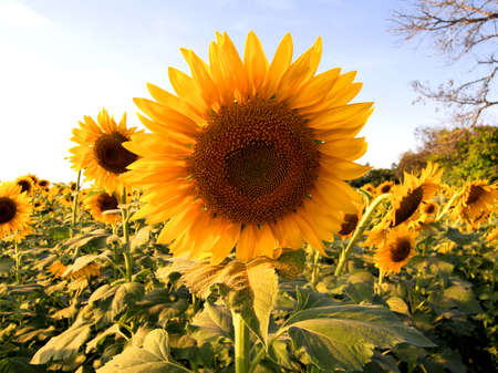 Field of sunflowersのeditorial素材