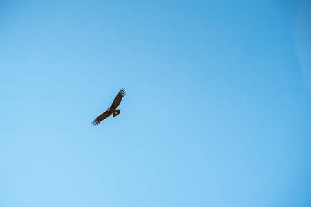 Horizontal shot of Andean condor flying with wings wide openの写真素材