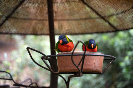 Couple of rainbow parrots facing forward and feeding over a feeder.