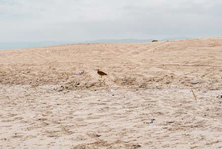 Bird on beach with lots of sand and garbageの写真素材
