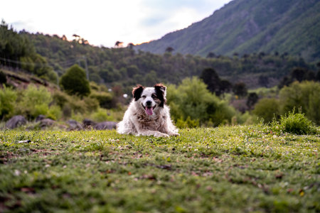 Portrait of a smiling dog with white fur lying in a meadow looking straight ahead with mountains in the background.の写真素材