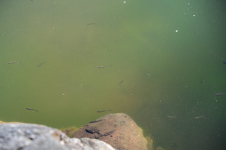 Small fish swimming in turquoise water