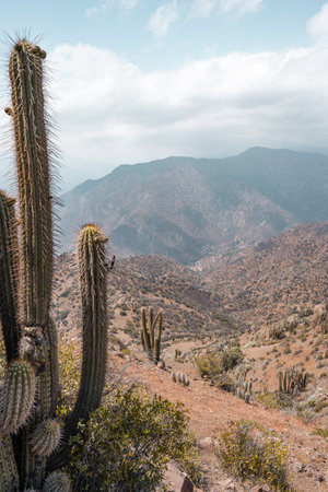 Vertical shot of Chilean cactus with mountains in backgroundの写真素材