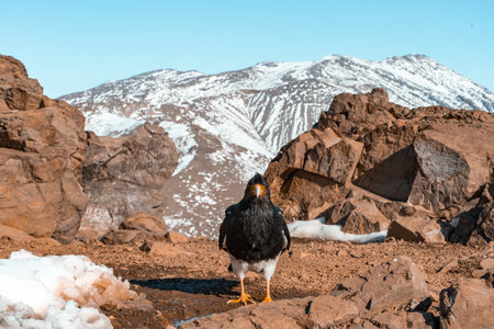 Portrait of mountain caracara looking straight ahead on the snowy summit of Cerro Provincia.の写真素材