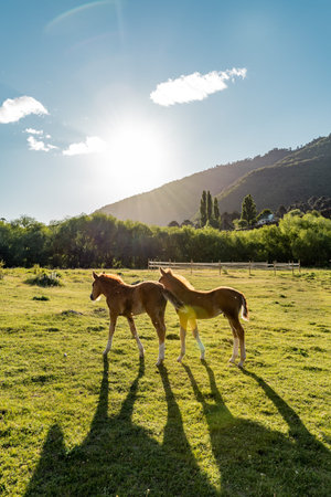 Vertical view of two sibling baby horses walking together in a pasture.の写真素材