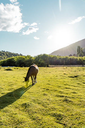 Vertical view of horse grazing in a pasture with a lens flare.の写真素材