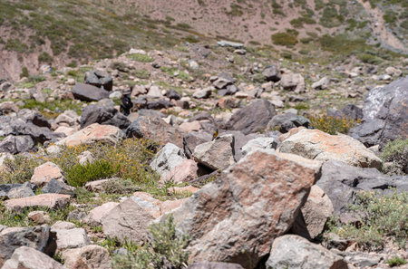 Gay or Grey-hooded sierra finch perched on a rock in mountain valley