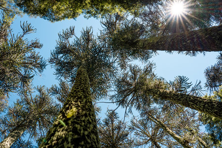 Vertical view from below of araucaria trees with moss in Nahuelbuta national park, Chileの写真素材