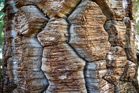 Close-up vertical view from below of a puzzle texture of the trunk of an araucaria tree, Nahuelbuta...