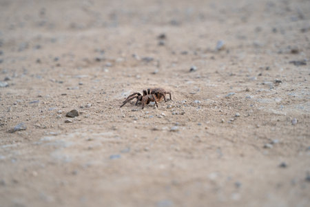 Horizontal shot of Chilean tarantula from the front over a dirt roadの写真素材