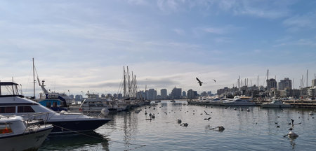 Docks and fish market with luxury boats and many seagulls
