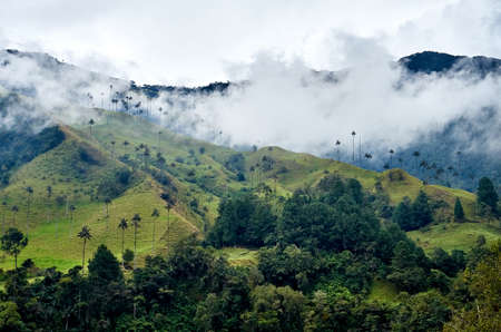 The magical Cocora Valley in the coffee region of Colombia, with the tallest palm trees in the worldの写真素材