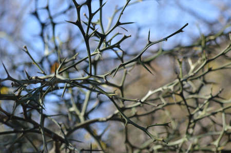 spinesの写真素材