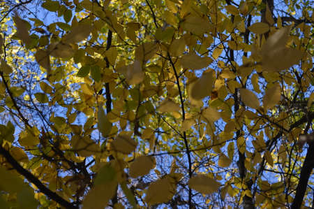 yellow leavesの写真素材