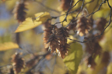 Dry flowersの写真素材