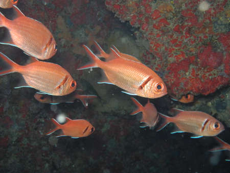 Red fishesの写真素材