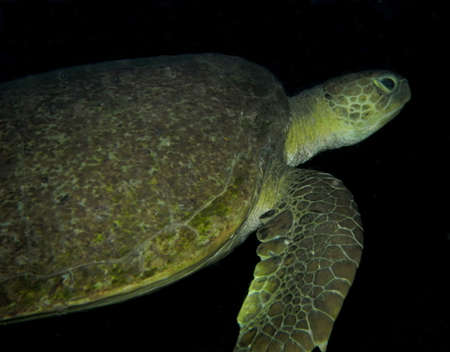 green turtleの写真素材
