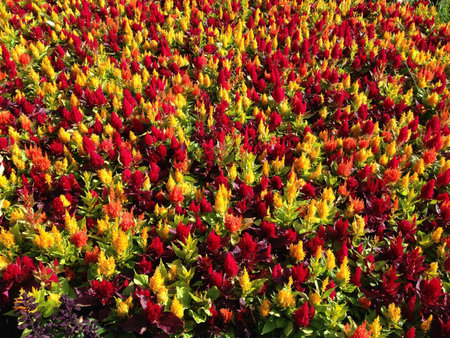 Celosia flowers in full bloomの素材