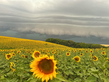 Beautiful sunflower plantation with a cloudy sky about to rainの写真素材