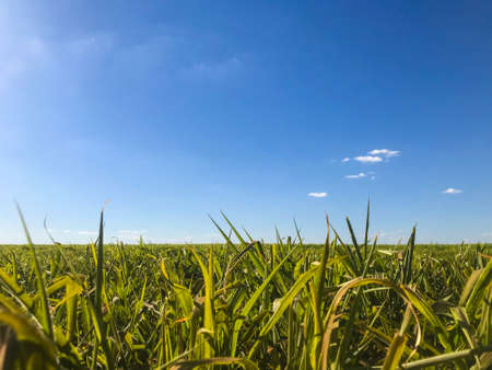 Brazilian agriculture scenario.の写真素材