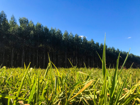 Brazilian agriculture scenario.の写真素材