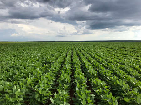 Brazilian agriculture scenario.の写真素材