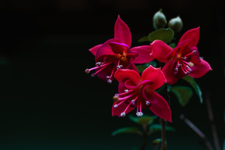 Photo, close up, of flowers of the fuchsia plantsの写真素材