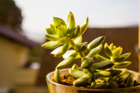 Succulent plant, Sedum nussbaumerianum, basking in the sun.の写真素材